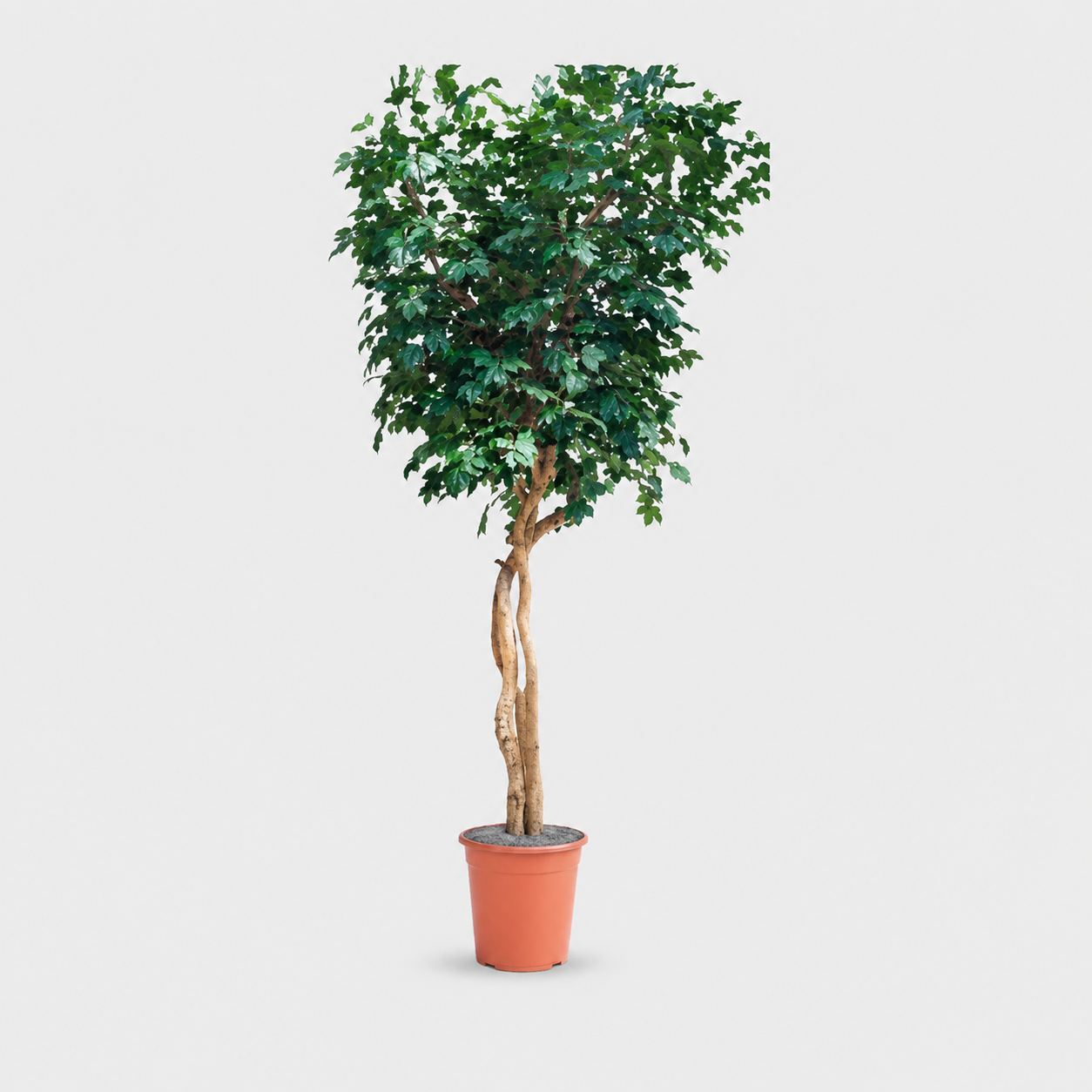 Artificial Trees and Silk Trees for Indoor and Outdoor.
