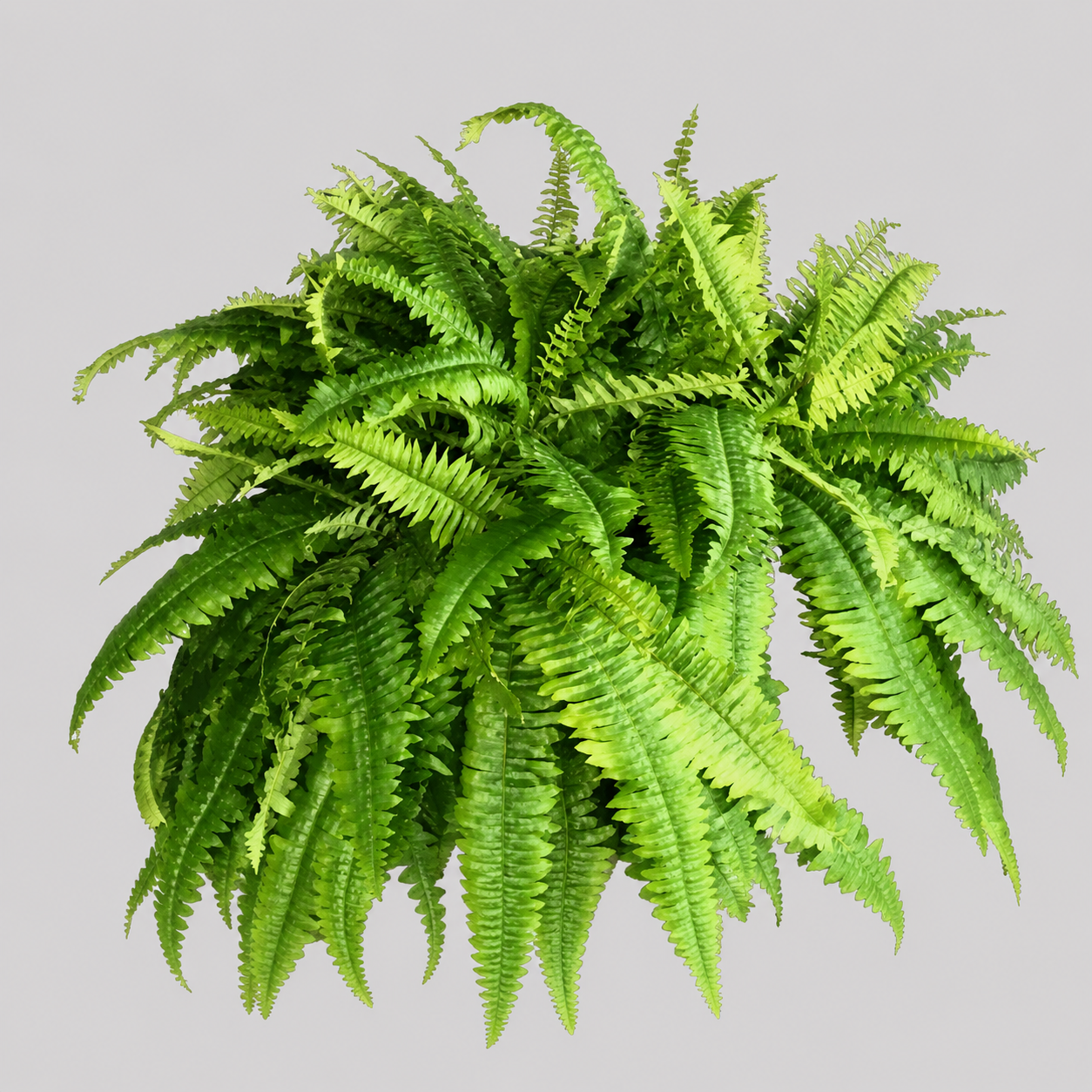 Deluxe Artificial Silk Boston Fern that looks like it just came from the Greenhouse. Silk Plants Canada