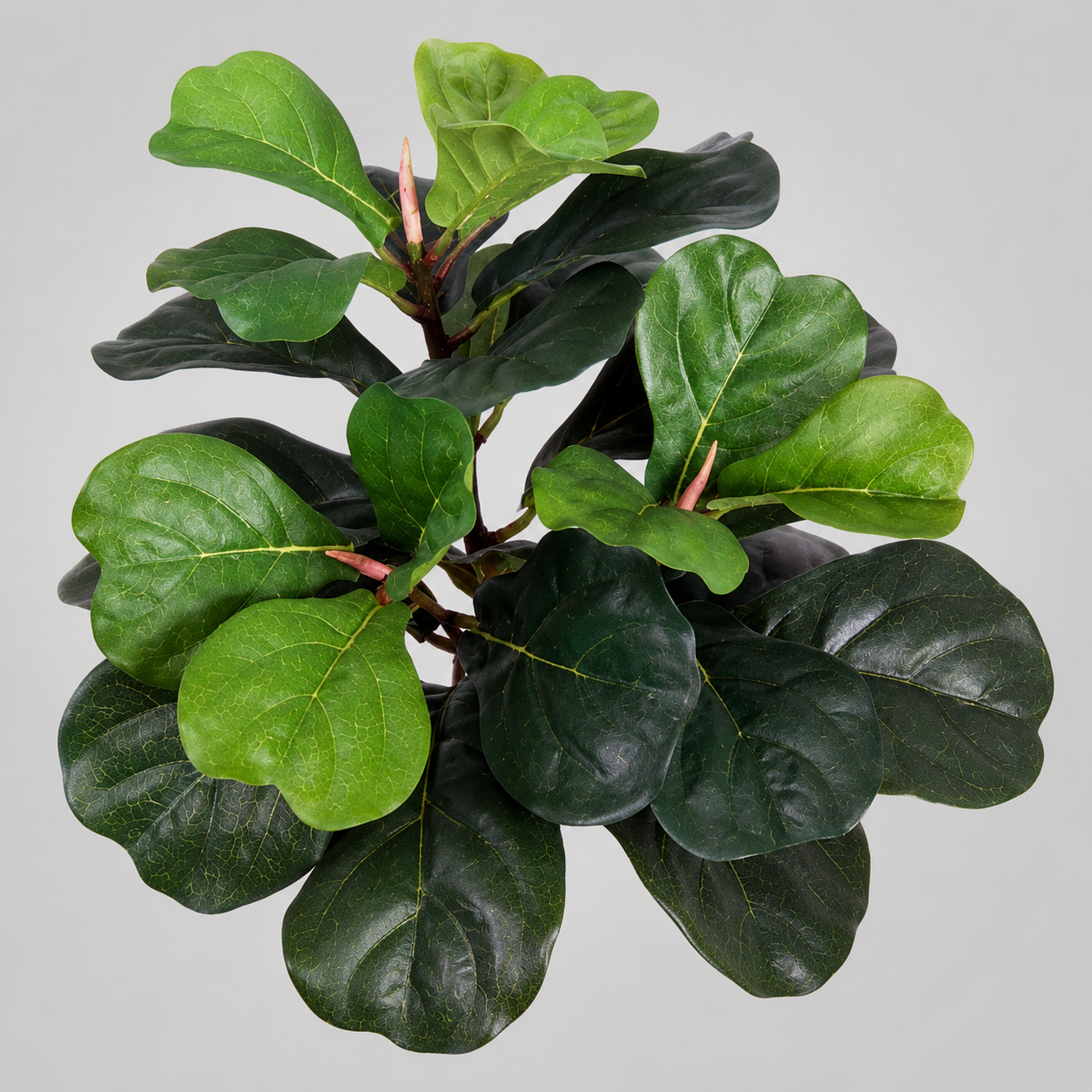 Artificial Plants & Silk Plants-Indoor/Outdoor.