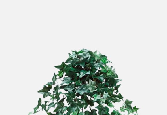 Artificial Ivies & Silk Ivies-Indoor/Outdoor.