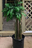 12 Foot Artificial Silk Ming Aralia Tree Custom Made on Natural Wood - Silk Plants Canada