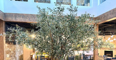 1 6 Foot Custom Made Olive Tree for Olympia Restaurant, Kelowna, BC Canada