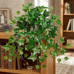 20 inch Artificial Silk UV protected English Ivy sitting on the edge of a bookshelf