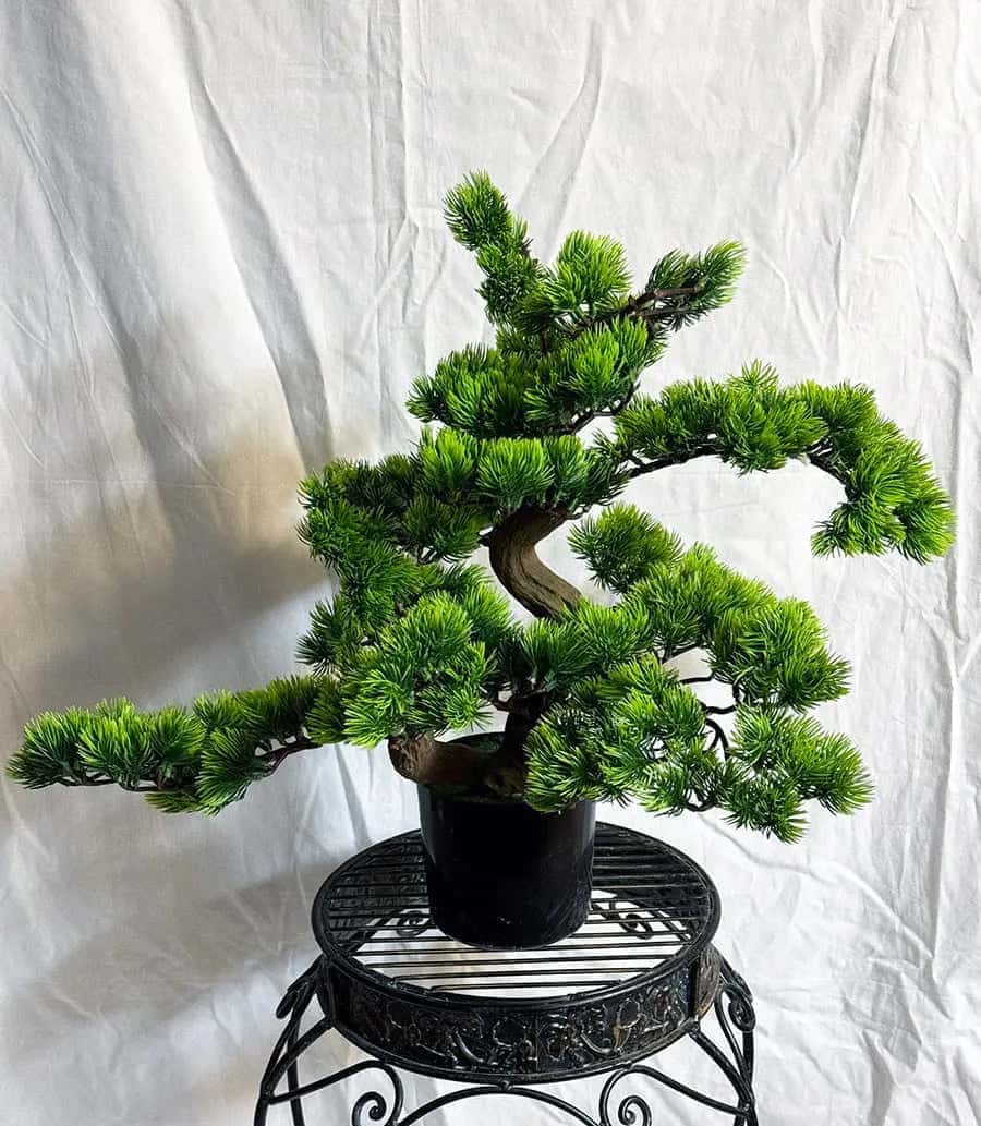 Artificial PVC Bonsai Pine in Black Container Back Side