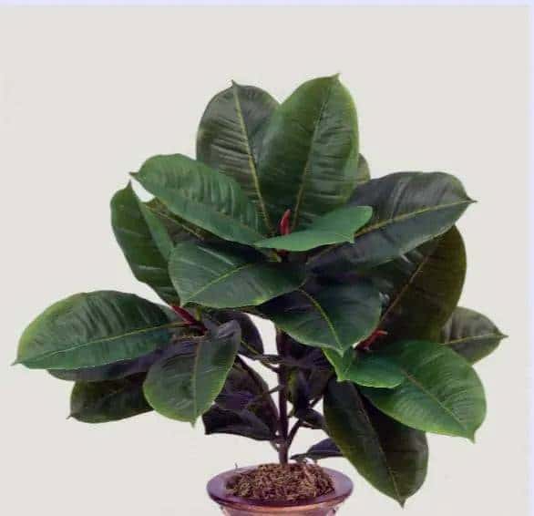 22 inch Artificial Silk Rubber Plant with Real Touch Leaves