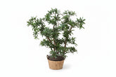 28 inch artificial silk pittosporum plant on natural wood