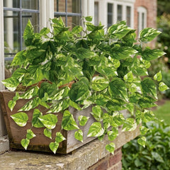 3-19 inch artificial pothos ivy UV protected in a outdoor window planter