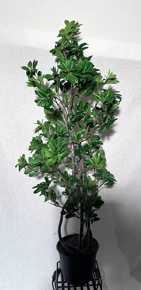 48 inch Artificial Silk Pittosporum Tree Custom Made on Natural Wood for Home or Office
