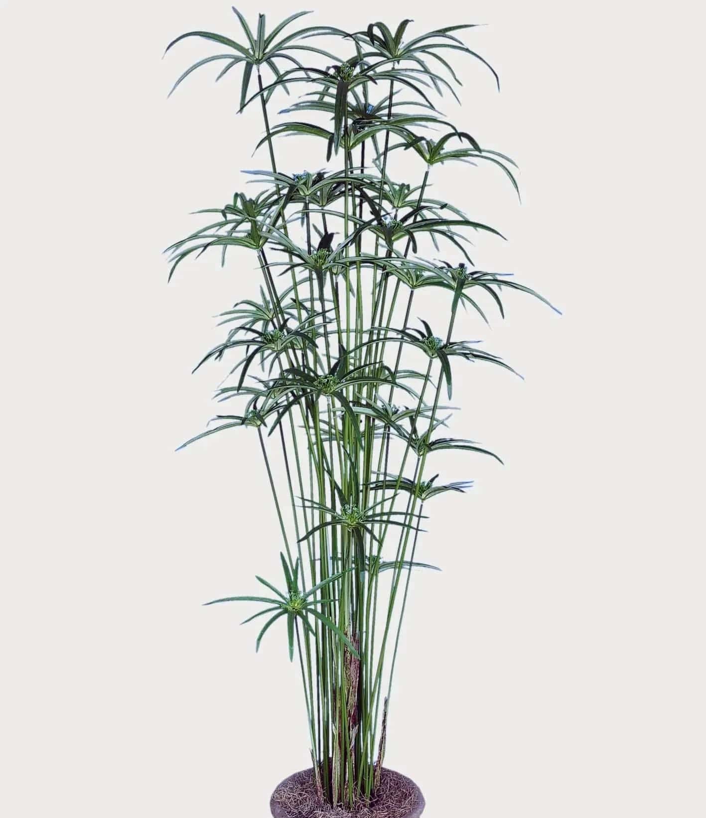 5 Foot Artificial Silk Cyperus Papyrus Green Silk Plants Canada