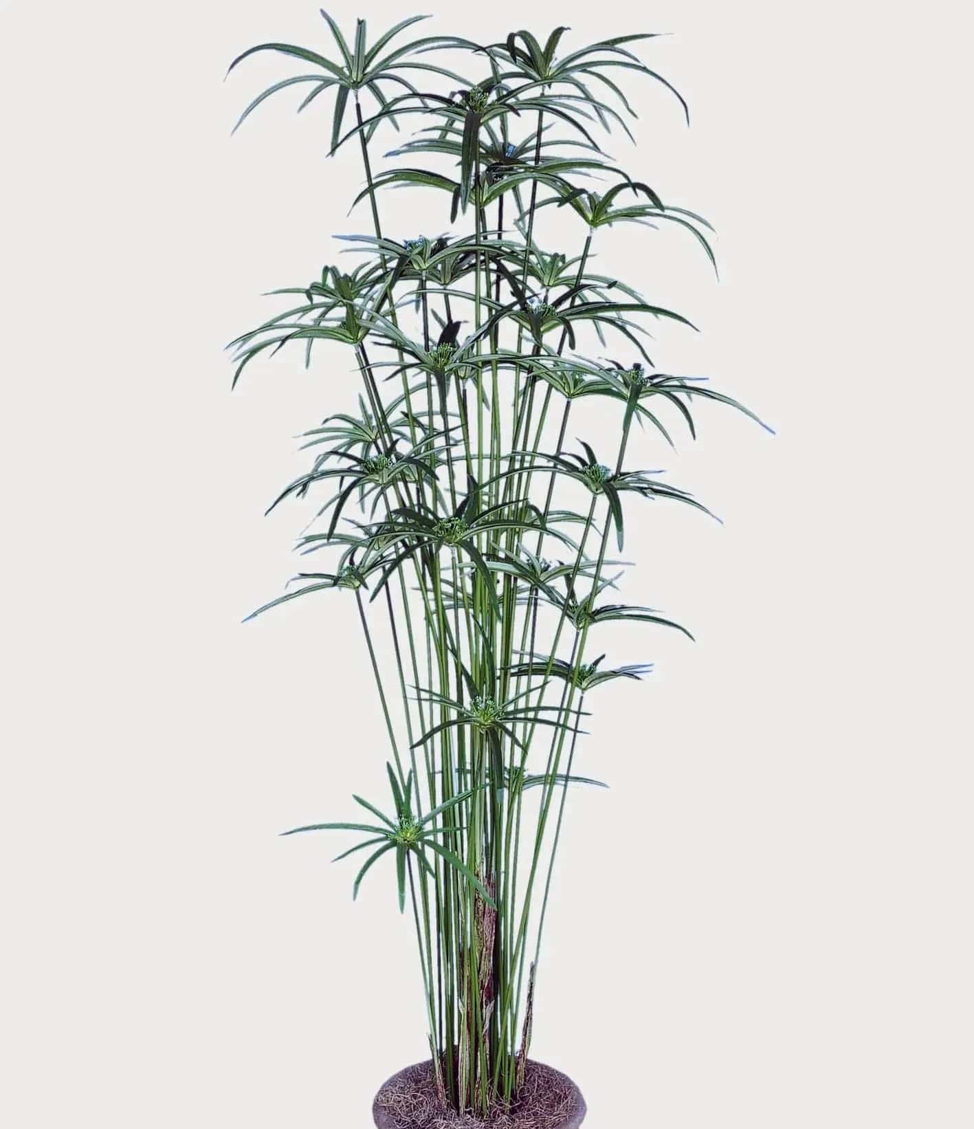 4 Foot Artificial Silk Cyperus Papyrus Green