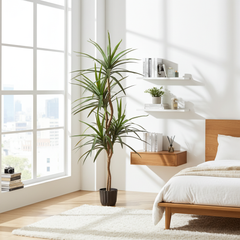 Artificial Silk Dragon Tree Beside a Bright Bedroom Window