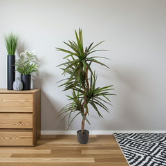 5 Foot Artificial Dragon Tree Displayed in a Modern Living Room