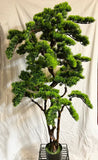 57 inch Artificial PVC Bonsai Pine in Black Container - Silk Plants Canada