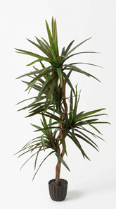 5 Foot Artificial Silk Dragon Tree Custom Made on Natural Wood