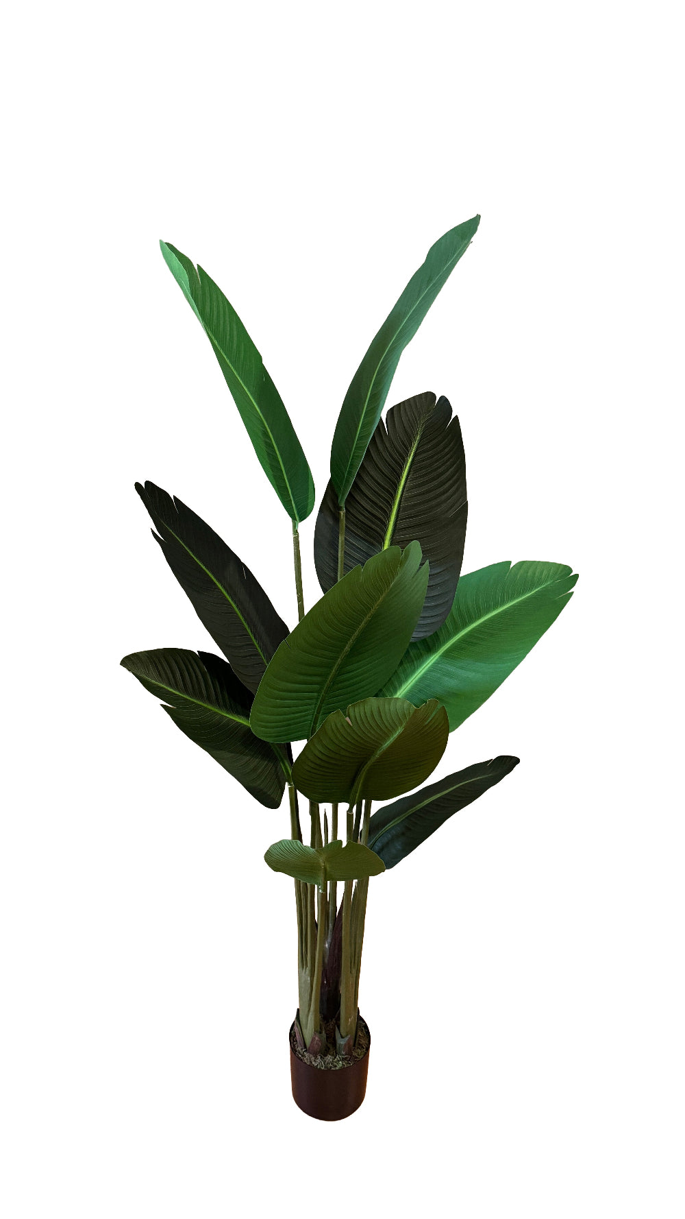 5 foot artificial silk traveler palm with a white background