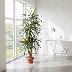 6 Foot Artificial Dragon Tree in a Bright Modern Living Room