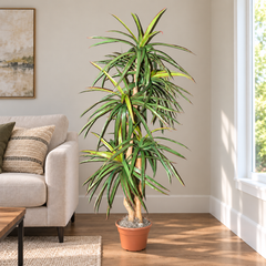 6 Foot Artificial Silk Dragon Tree on Natural Wood in a modern living room, displayed in its original grower's container.