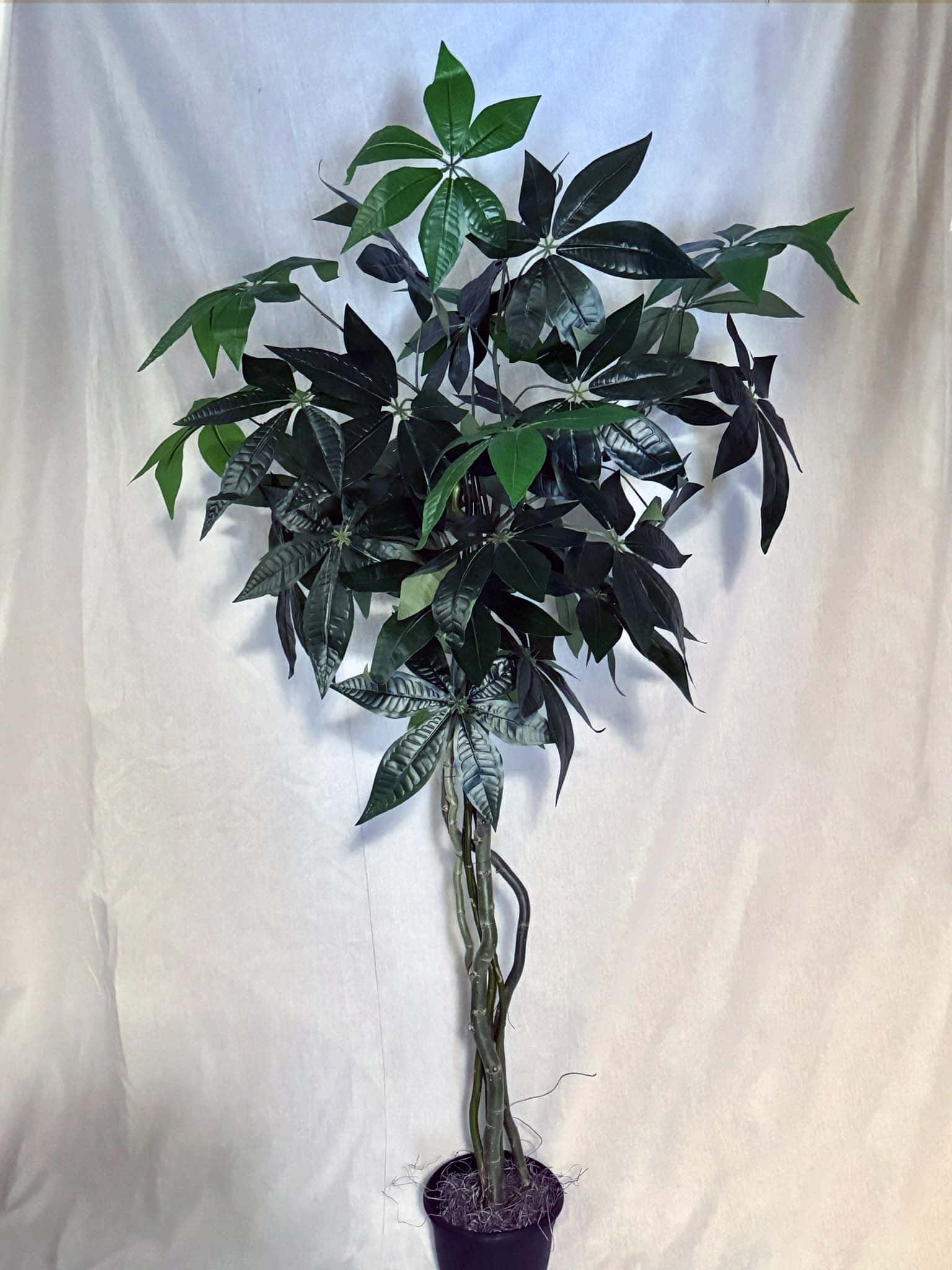 64" Artificial Silk Pachira or Money Tree Custom Made on Natural Wood