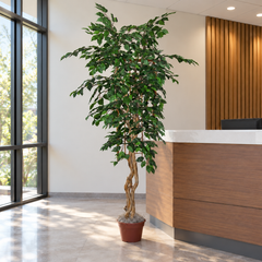 7 Foot Artificial Silk Fig Tree on Natural Wood in a modern office reception, displayed in its original grower's container.