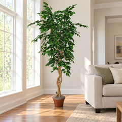 7 Foot Artificial Silk Fig Tree on Natural Wood in a bright living room, displayed in its original grower's container.