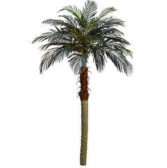 70 inch Phoenix Palm Tree with a white background