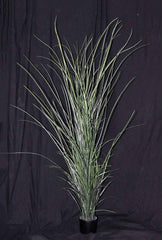 71 inch Artificial PVC Grass Plant in a black container