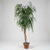 72 Inch Artificial Silk Weeping Willow Tree on Natural Wood