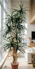 7 foot artificial silk dragon tree in corner of living area