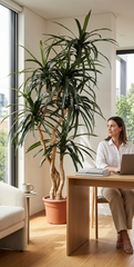 7 foot artificial silk dragon tree custom made in a female office setting