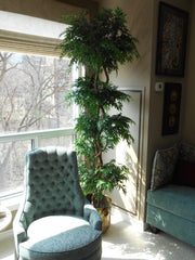 7-8 Foot Ming Aralia Custom Made on Natural Wood - Silk Plants Canada
