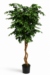 8 Foot Artificial Silk Ficus Tree on natural wood with green leaves in a black grower's pot