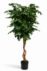 8 Foot Artificial Silk Ficus Tree on natural wood with green leaves in a black grower's pot