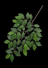 24 Inch Artificial Silk Sakaki Branches DIY Projects (Set of 12) 50 Silk Plants Canada