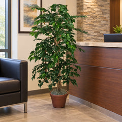 4 Foot Artificial Silk Ficus Bush Custom Made on Natural Wood in an office reception, in its included grower’s pot.