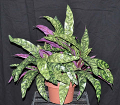 18 inch Artificial Silk Peacock Bush for Home or Office 29 Silk Plants Canada