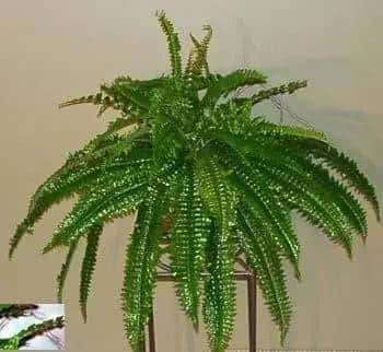 25 inch Artificial Silk Boston Fern for Home or Office