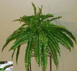 25 inch Artificial Silk Boston Fern for Home or Office