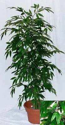 3 Foot Artificial Silk Peach Tree Custom Made on Natural Wood 149 Silk Plants Canada