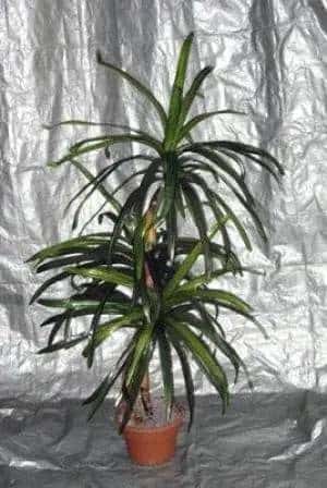 4 Foot Artificial Silk Dragon Tree Custom Made on Natural Wood 149 Silk Plants Canada