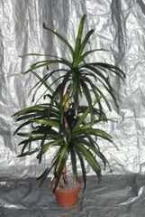 4 Foot Artificial Silk Dragon Tree Custom Made on Natural Wood 149 Silk Plants Canada
