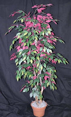 4 Foot Artificial Silk Ficus Tree Custom Made on Wood w Green Red Lves