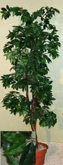 4 Foot Artificial Silk Ming Aralia Tree Custom Made on Natural Wood