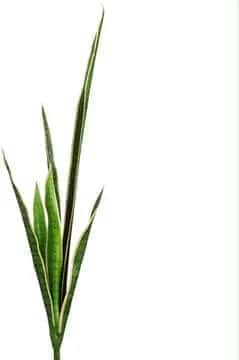 41 inch Artificial PVC Snake Silk Plant Silk Plants Canada