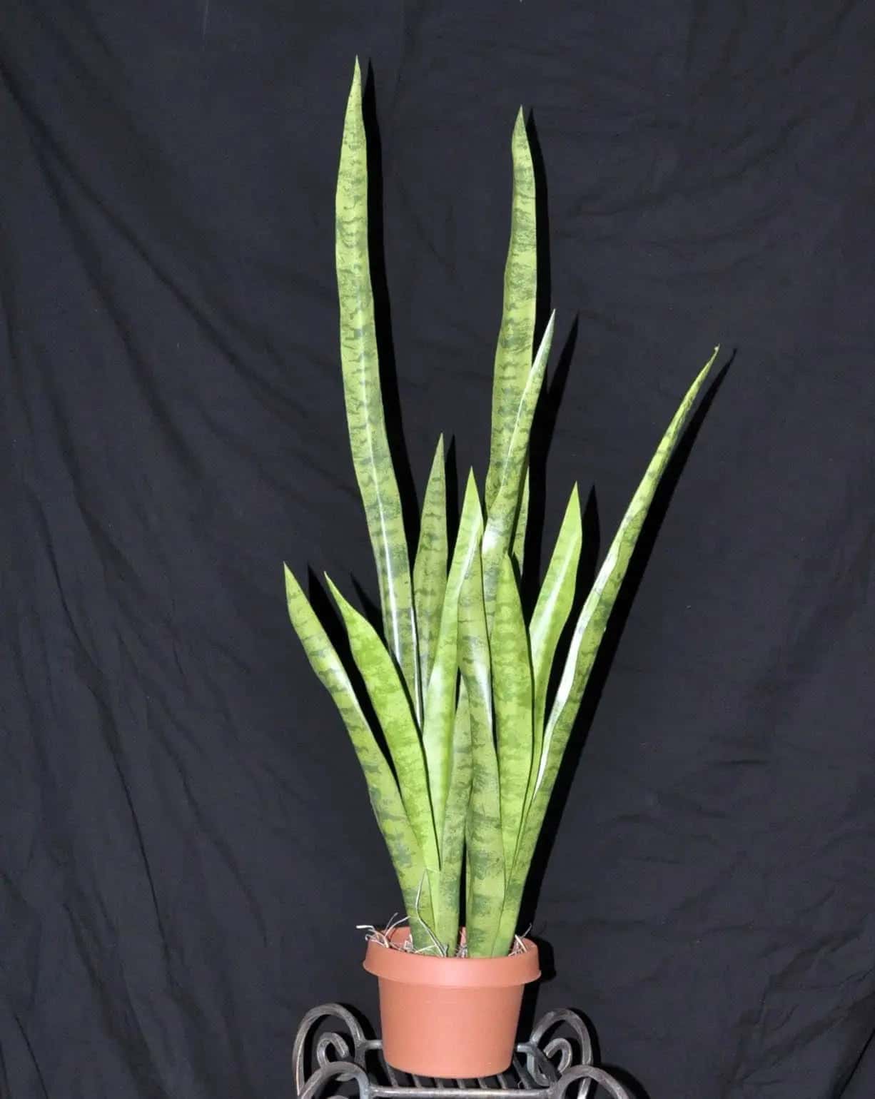 41 inch Artificial Snake Silk Plant x 2 plant per pot Silk Plants Canada
