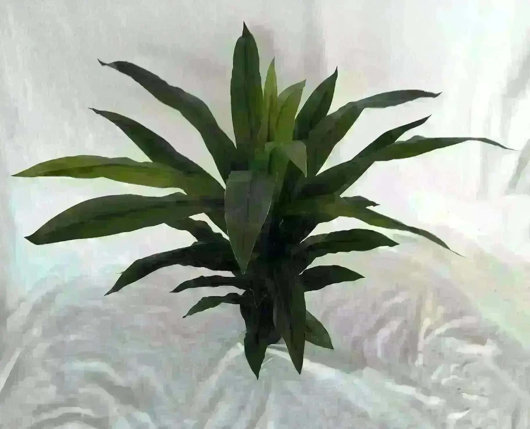 44 inch Artificial Silk Dracaena Fragrans or Janet Craig Plant x 1 ppp - Silk Plants Canada