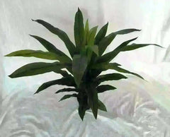 44 inch Artificial Silk Dracaena Fragrans or Janet Craig Plant x 1 ppp - Silk Plants Canada