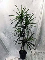 5 Foot Artificial Silk Dragon Tree on Natural Wood Silk Plants Canada