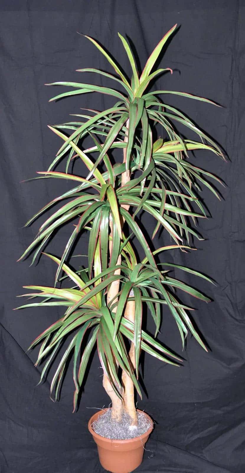 6 Foot Artificial Silk Dragon Tree on Natural Wood