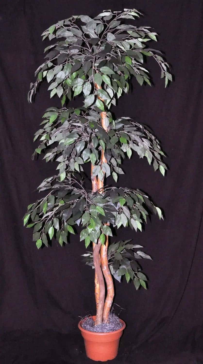 6 Foot Artificial Silk Fig Topiary Tree on Wood Green Leaves