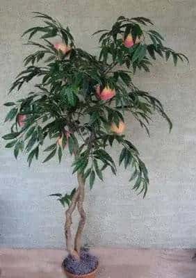 64 inch Artificial Silk Peach Tree with Peaches on Natural Wood